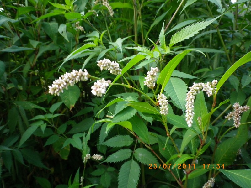 Lungo il fiume Esino - Persicaria cfr. lapathifolia